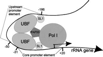 Ribosomal RNA drawing