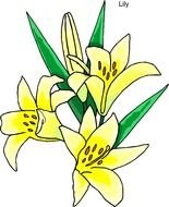 drawing of a yellow lily with green leaves