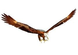 Colorful flying eagle clipart