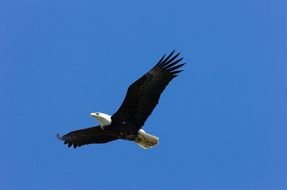 American Bald Eagle Flying at blue sky