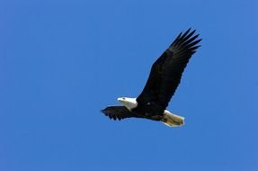 Eagle Soaring In The Sky drawing