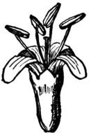 Dogwood Flower, black and white drawing