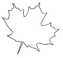 Maple Leaf Coloring Page N2