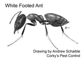 ant like drawing