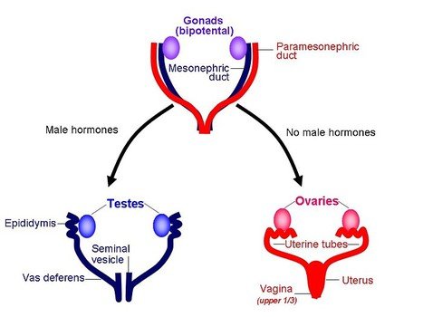 Female Reproductive System External Genitalia