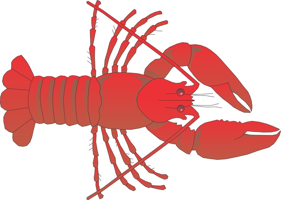 Cartoon Lobster N4