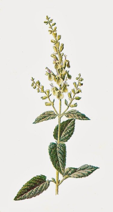 Clipart of March Flower