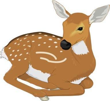 Deer Clip Art N48