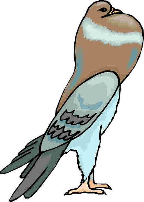 Pigeon Clip Art N9