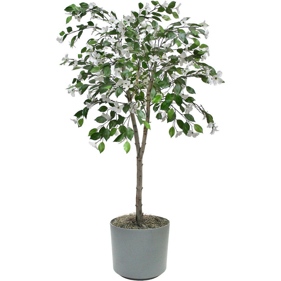 green dogwood in a pot