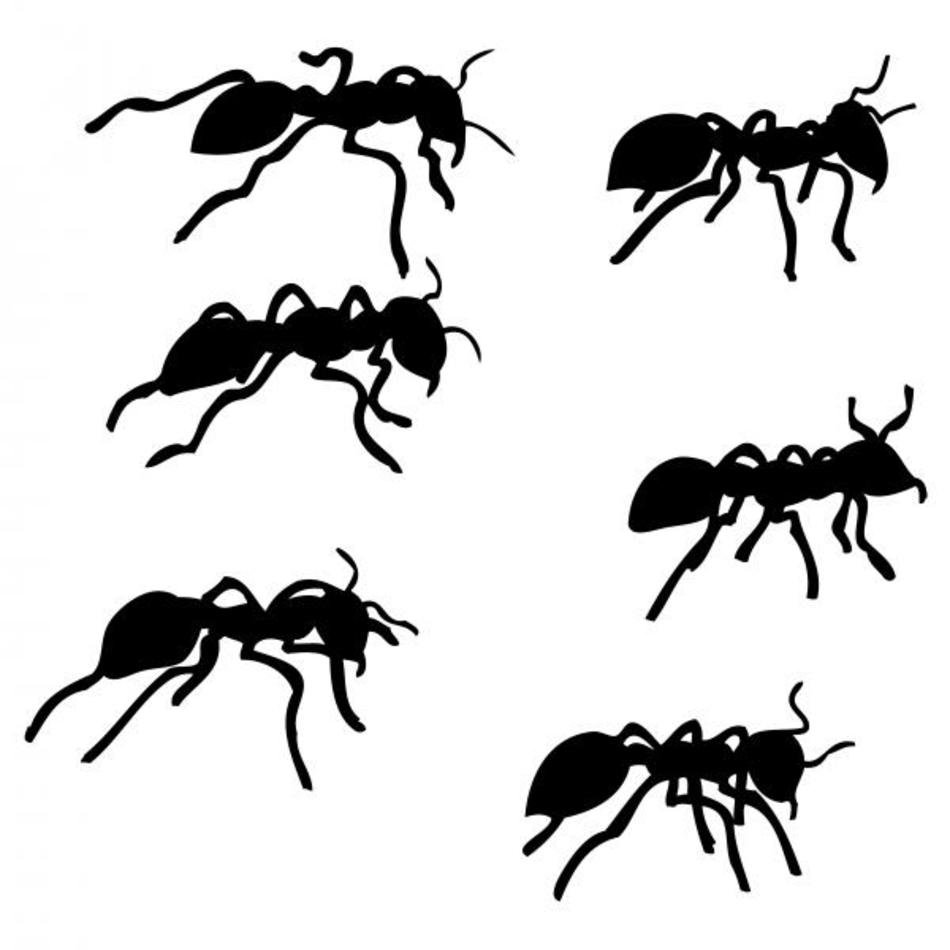 Ant Drawing N2