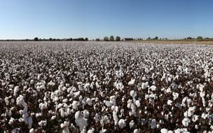 Cotton fields