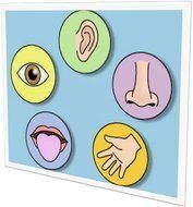 pictures of 5 senses on a blue sheet