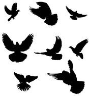 Flying Dove Silhouette