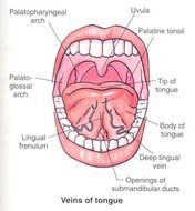Mouth Anatomy Under Tongue