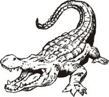 Alligator Coloring Page drawing
