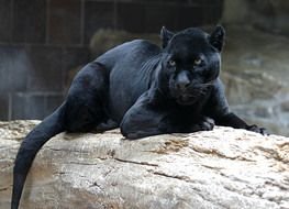 black panther on a log