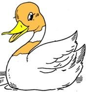 Duck Clip Art N50