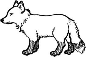 Arctic Fox Coloring Pages drawing