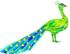 Peacock Clip Art N16