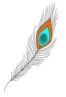 Peacock Feather Illustration drawing