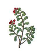 Vintage red Flower drawing