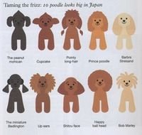 Toy Poodle Cuts Styles