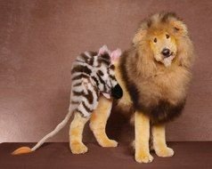 Extreme Dog Grooming toy