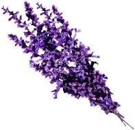 Lavender Flower Clip Art N6
