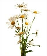 bouquet of daisies as a picture for clipart
