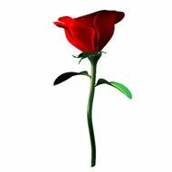 Single Long Stem Rose Clip Art N2