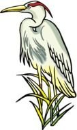 Blue Heron as an illustration