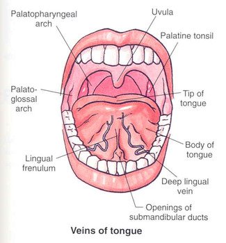 Mouth Anatomy Under Tongue free image download