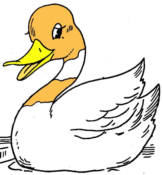 Duck Clip Art N50