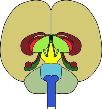 Brain Clip Art N59