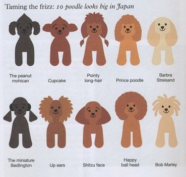 Toy Poodle Cuts Styles