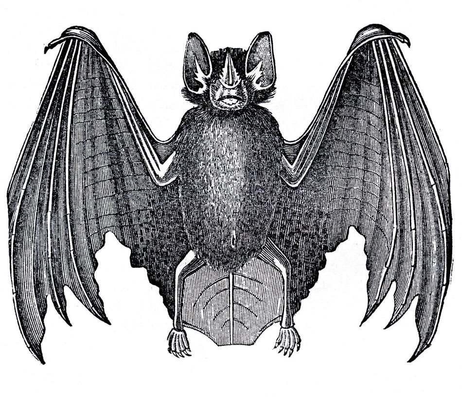 Bat with open wings, greyscale Halloween Clip Art free image download