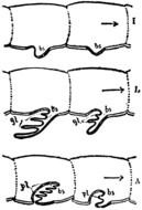Lamellae drawing