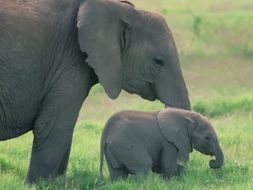 Mother And Baby Elephant photo