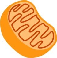 Mitochondria Clip Art