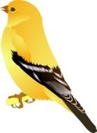 Cartoon Bird yellow drawing