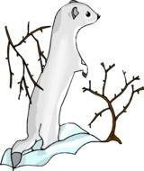 Otter Clip Art Black And White N3