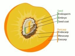 Peach Pit Clip Art darwing