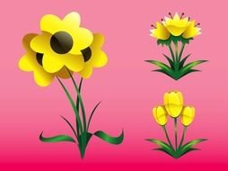 drawn yellow crocuses on a pink background