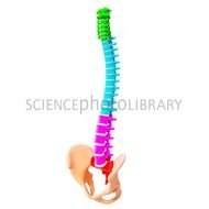 Human Spine Artwork