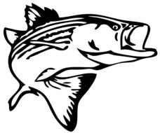 Bass Fish Outline Clip Art N5