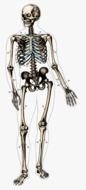 Black and white drawing of the skeleton clipart