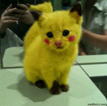 Pikachu As A Cat