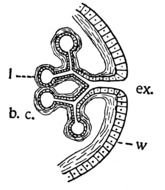 structure of Lungs, detail, drawing