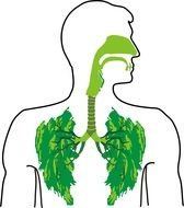 Your Lungs And Respiratory System drawing